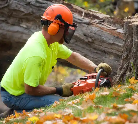 tree services Belt